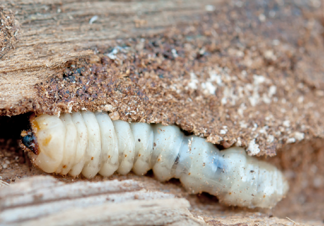 Insect eradication in infested wood