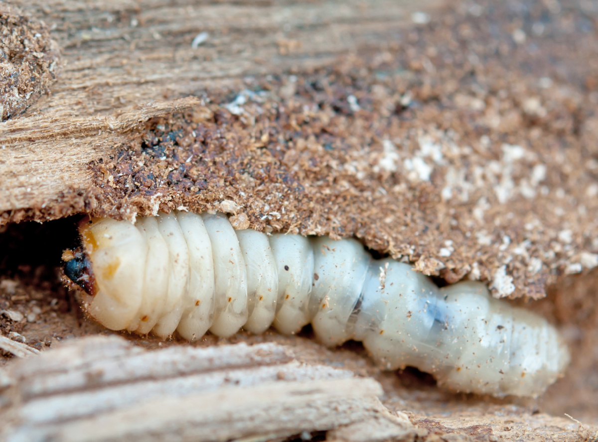 Insect eradication in infested wood
